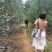 南方苹果苗，项目工程苹果苗，技术指导招广西省市级推广代理