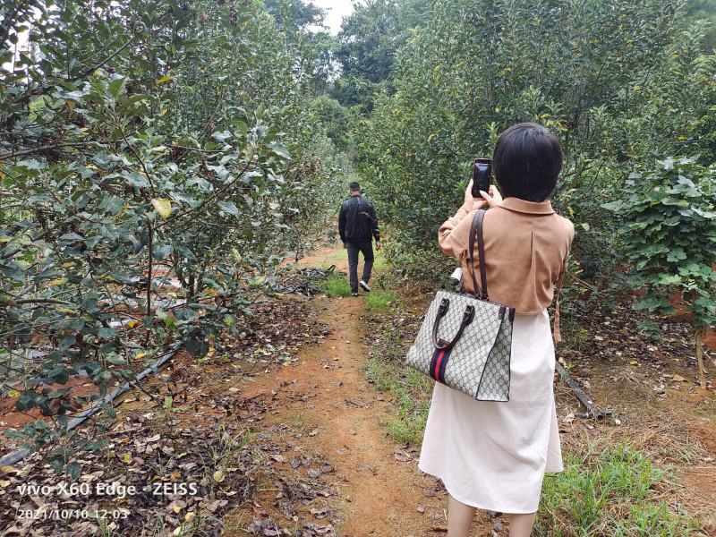 南方苹果苗，项目工程苹果苗，技术指导招广西省市级推广代理