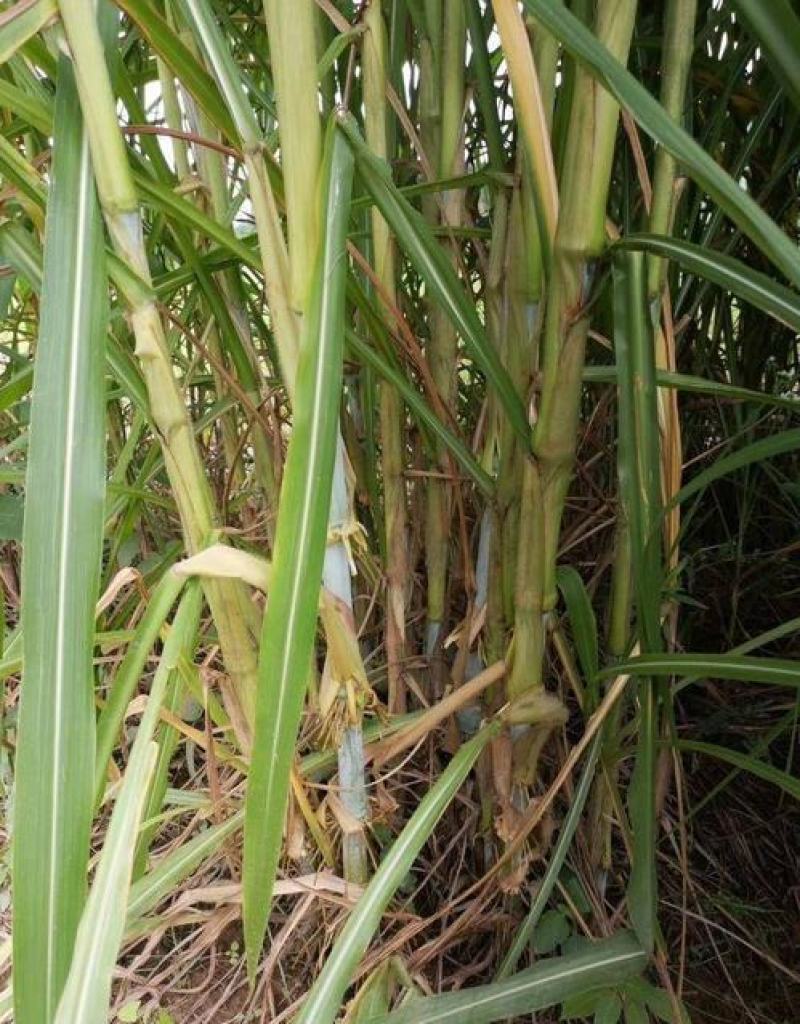 台湾新型甜象草种子高产牧草四季常青猪牛羊马鱼草适口性好