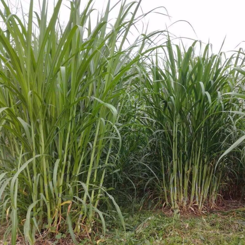 台湾新型甜象草种子高产牧草四季常青猪牛羊马鱼草适口性好