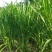 台湾新型甜象草种子高产牧草四季常青猪牛羊马鱼草适口性好