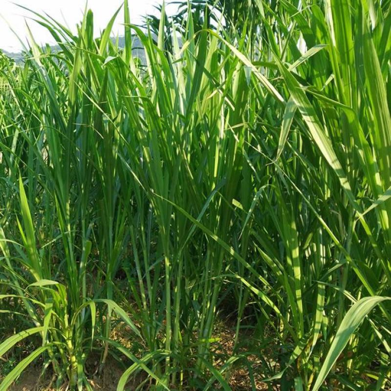 台湾新型甜象草种子高产牧草四季常青猪牛羊马鱼草适口性好