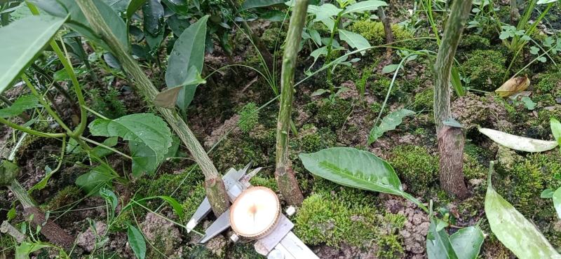 黄美人橘子苗