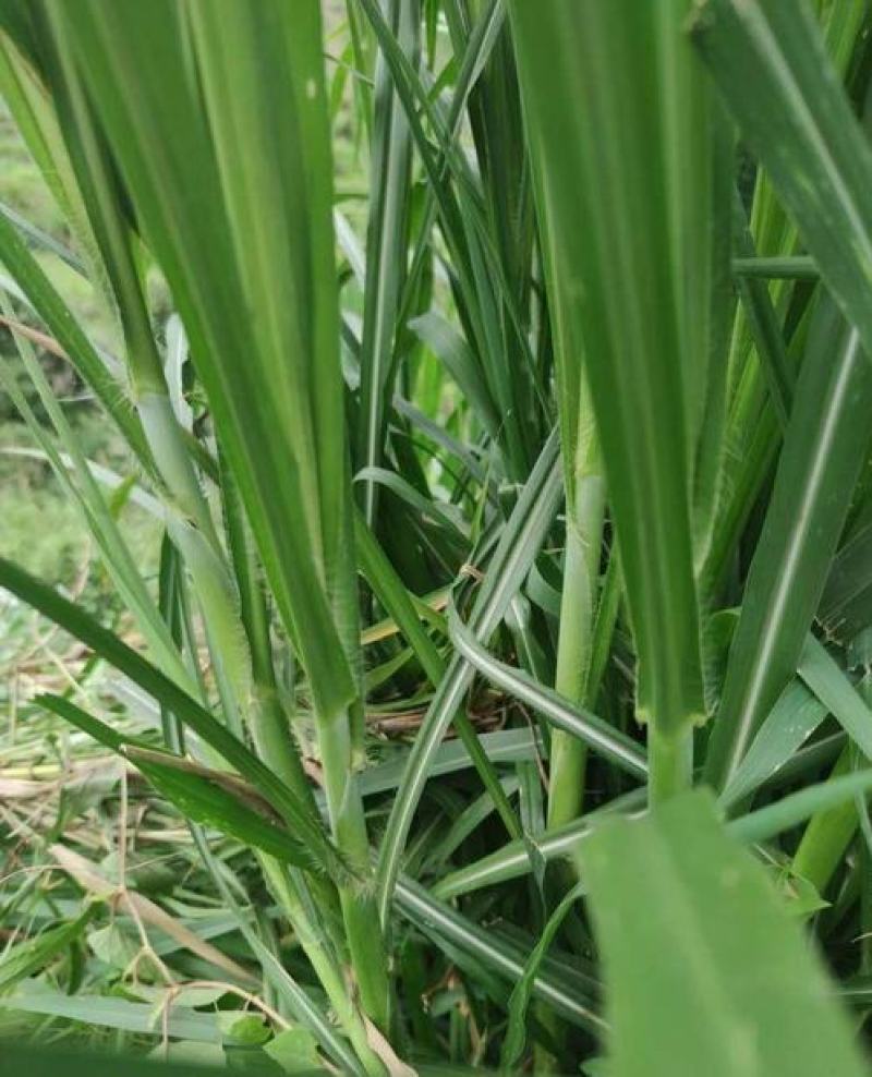 台湾新型甜象草种子高产牧草四季常青猪牛羊马鱼草适口性好
