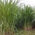 台湾新型甜象草种子高产牧草四季常青猪牛羊马鱼草适口性好