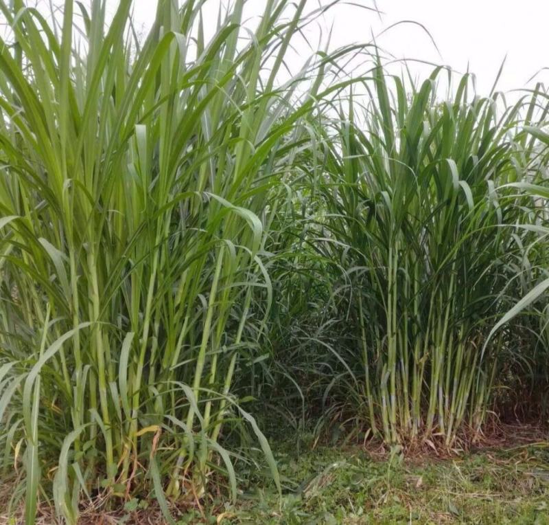 台湾新型甜象草种子高产牧草四季常青猪牛羊马鱼草适口性好