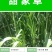 台湾新型甜象草种子高产牧草四季常青猪牛羊马鱼草适口性好