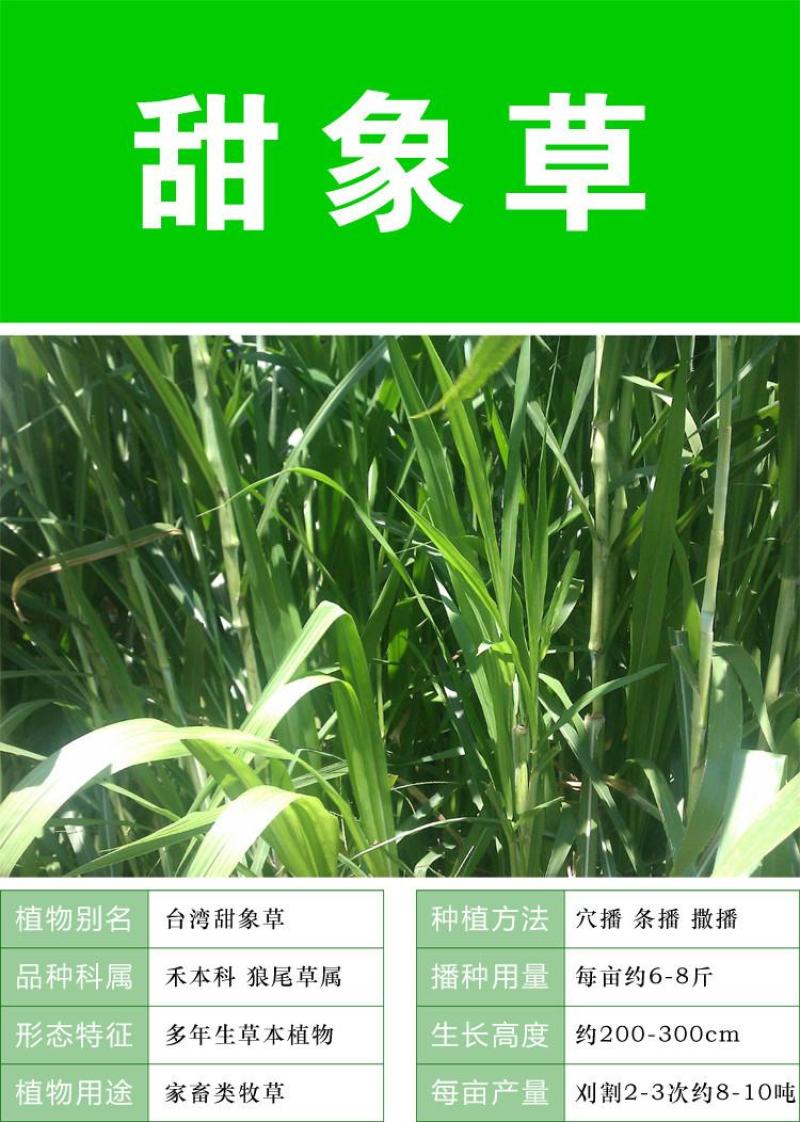 台湾新型甜象草种子高产牧草四季常青猪牛羊马鱼草适口性好