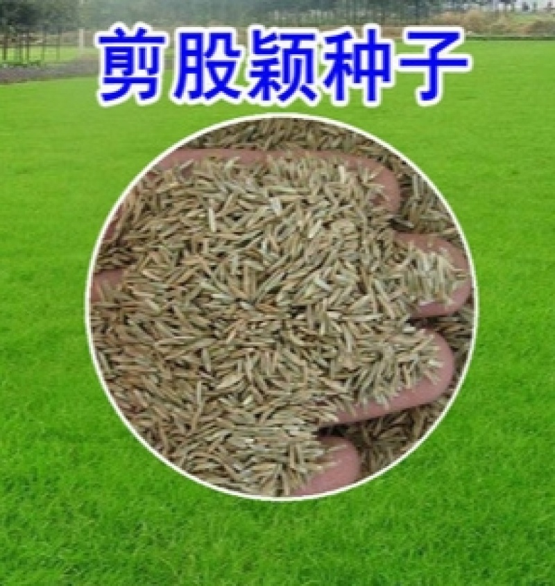匍匐剪股颖草籽免修剪庭院矮生四季青北方耐寒高档别墅高尔夫