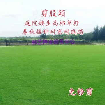 匍匐剪股颖草籽免修剪庭院矮生四季青北方耐寒高档别墅高尔夫