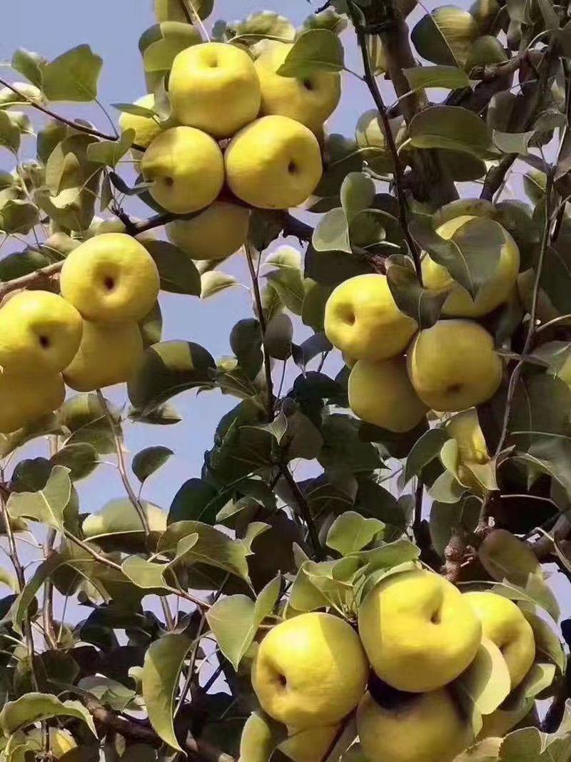 【梨】安徽梨砀山酥梨品质上乘保质保量代发全国