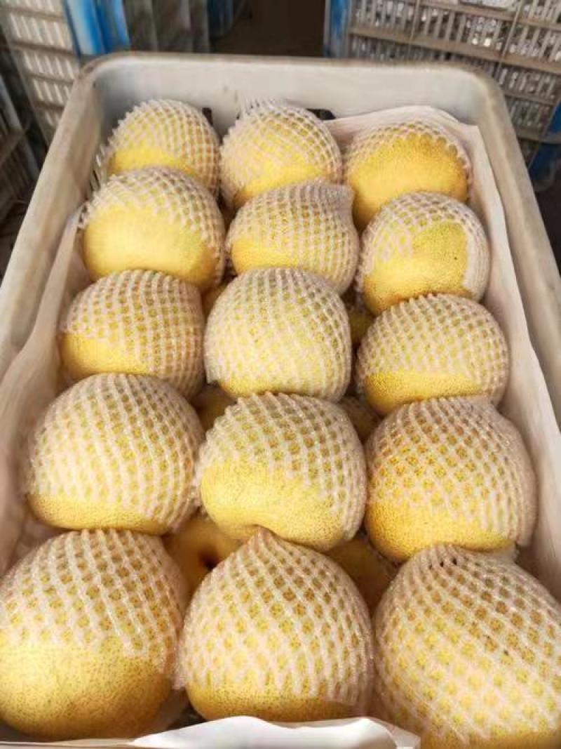 【梨】安徽梨砀山酥梨品质上乘保质保量代发全国