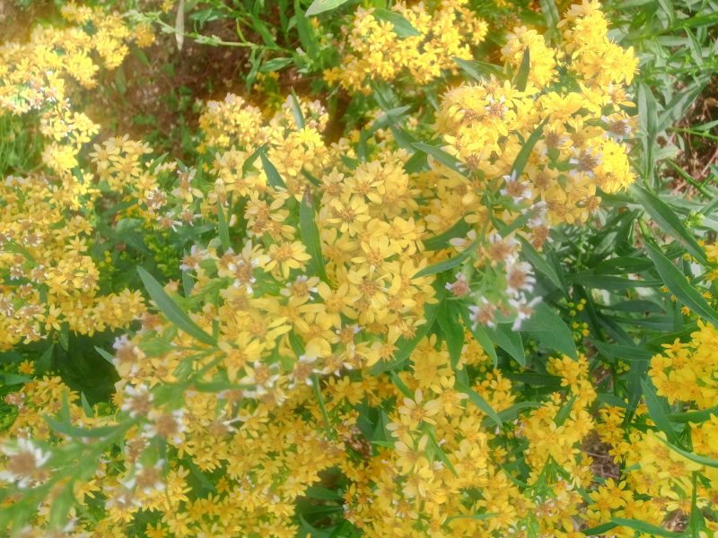 贵州野生一支黄花，种苗，