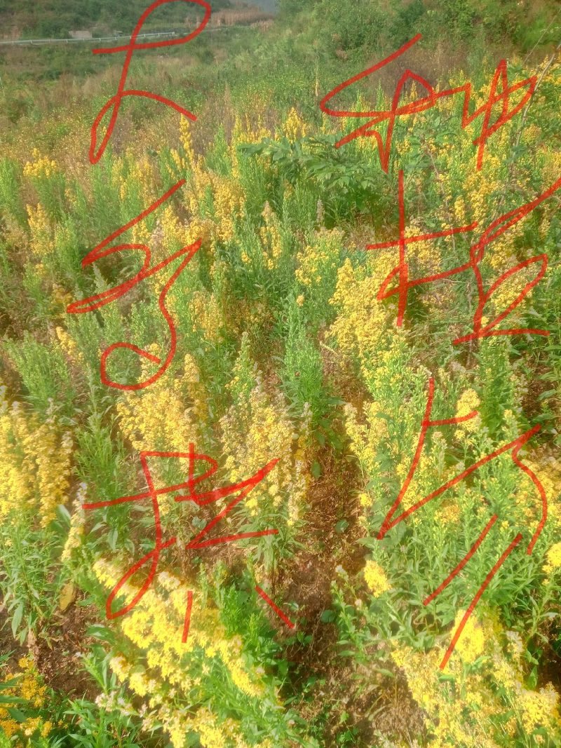 贵州野生一支黄花，种苗，