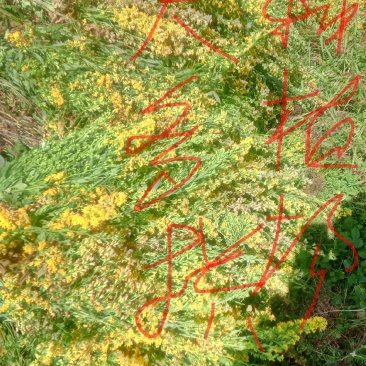 贵州野生一支黄花，种苗，