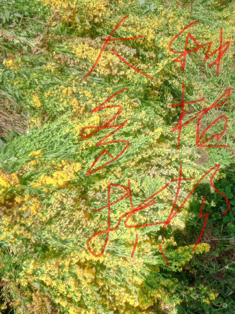 贵州野生一支黄花，种苗，