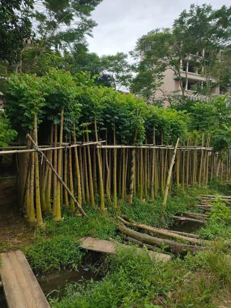 低价出售，火焰木5-10公分，大量现货供应