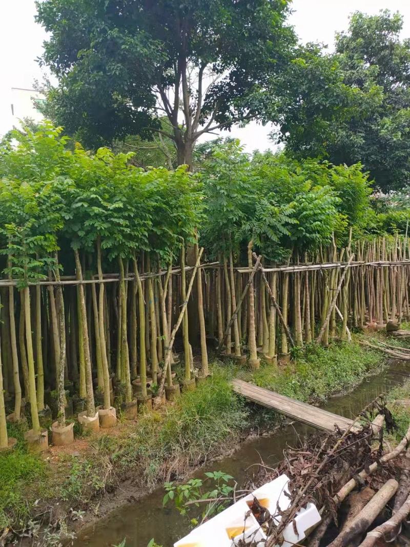 低价出售，火焰木5-10公分，大量现货供应