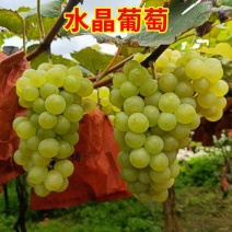爬藤水晶葡萄树苗南方北方无核盆栽珍珠葡萄苗青葡萄青提葡萄
