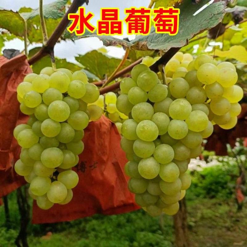 爬藤水晶葡萄树苗南方北方无核盆栽珍珠葡萄苗青葡萄青提葡萄