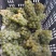 爬藤水晶葡萄树苗南方北方无核盆栽珍珠葡萄苗青葡萄青提葡萄