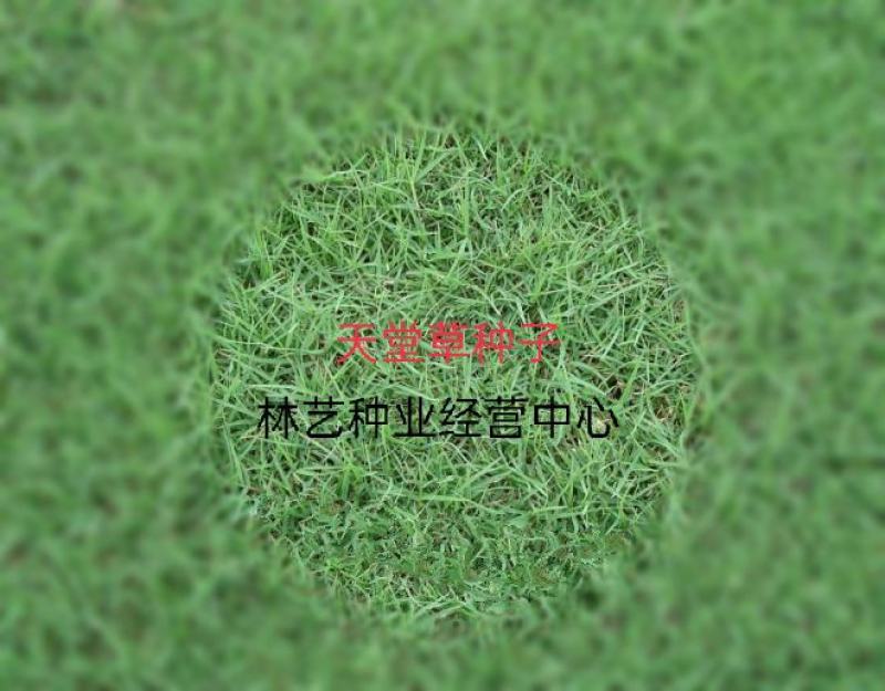 天堂草种子低矮型草坪籽耐践踏型小区公园庭院绿化草坪种子