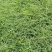 天堂草种子低矮型草坪籽耐践踏型小区公园庭院绿化草坪种子