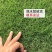 天堂草种子低矮型草坪籽耐践踏型小区公园庭院绿化草坪种子