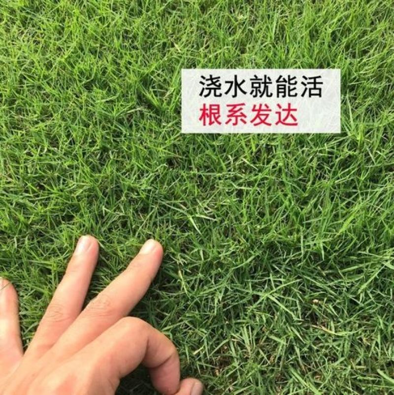 天堂草种子低矮型草坪籽耐践踏型小区公园庭院绿化草坪种子