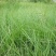 天堂草种子低矮型草坪籽耐践踏型小区公园庭院绿化草坪种子