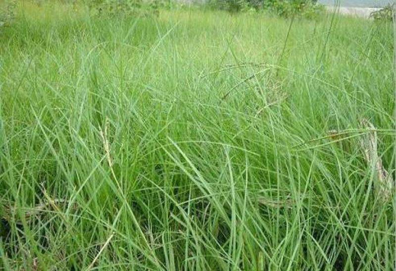 天堂草种子低矮型草坪籽耐践踏型小区公园庭院绿化草坪种子