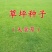 天堂草种子低矮型草坪籽耐践踏型小区公园庭院绿化草坪种子