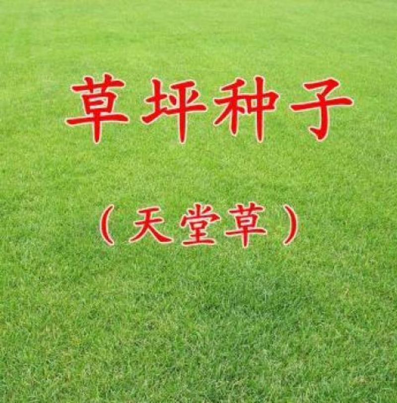 天堂草种子低矮型草坪籽耐践踏型小区公园庭院绿化草坪种子