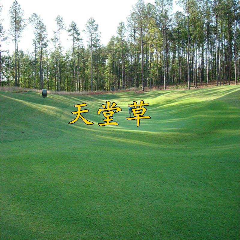天堂草种子低矮型草坪籽耐践踏型小区公园庭院绿化草坪种子