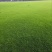 天堂草种子低矮型草坪籽耐践踏型小区公园庭院绿化草坪种子