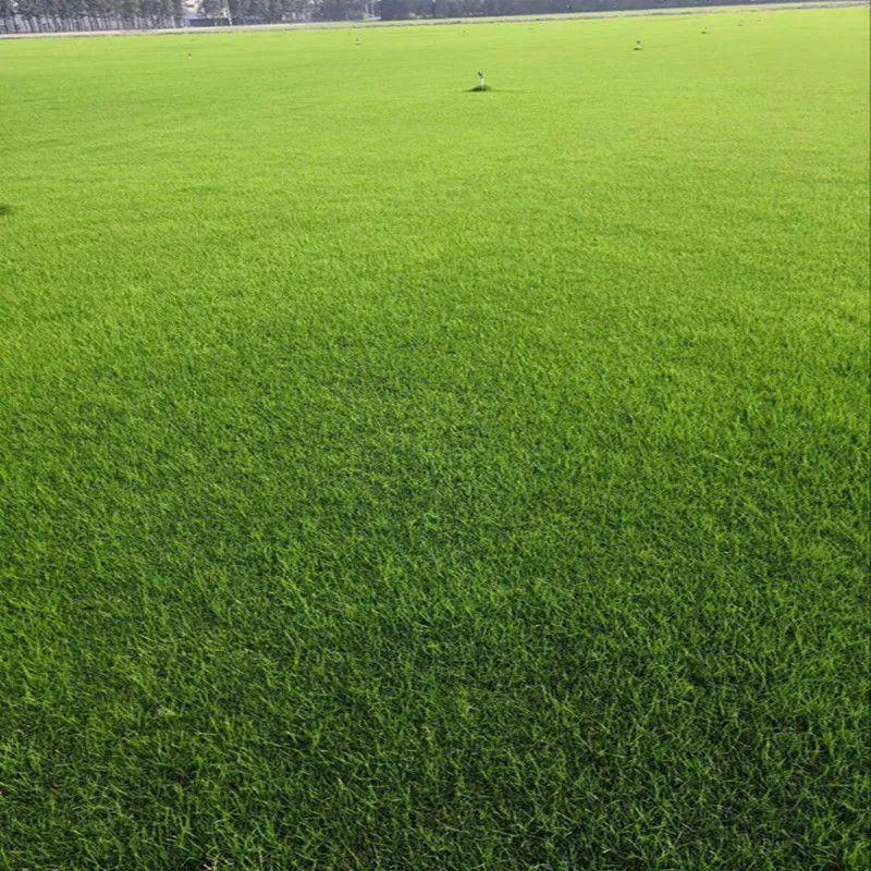 天堂草种子低矮型草坪籽耐践踏型小区公园庭院绿化草坪种子
