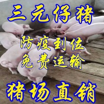 【优良三元仔猪基地】猪场直发防疫完善备案车专业运输