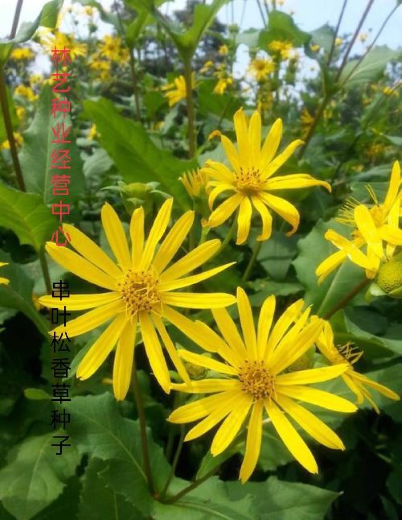 串叶松香草种子香槟草种子高产型牧草种多年生鸡鸭鹅猪兔种子