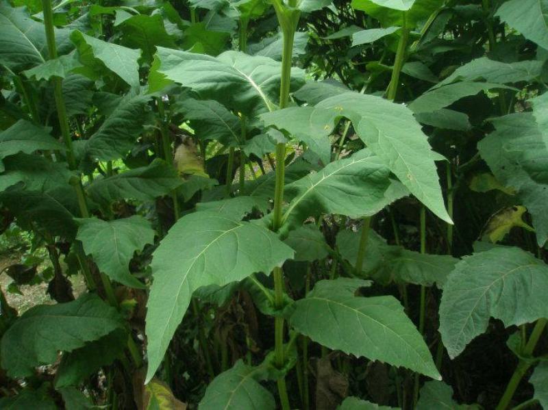 串叶松香草种子香槟草种子高产型牧草种多年生鸡鸭鹅猪兔种子