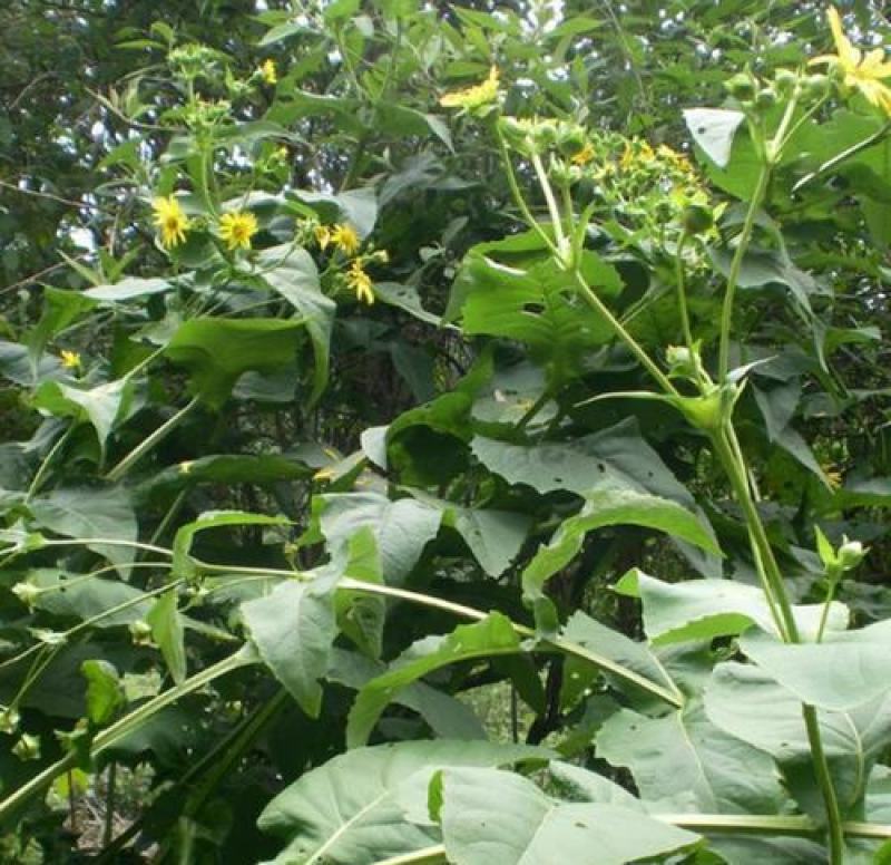串叶松香草种子香槟草种子高产型牧草种多年生鸡鸭鹅猪兔种子