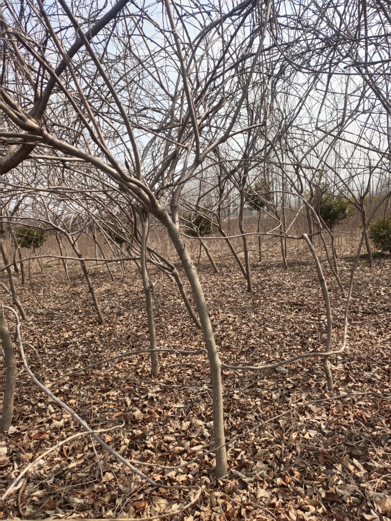 基地大量出售紫藤，量大优惠，现挖现卖！！