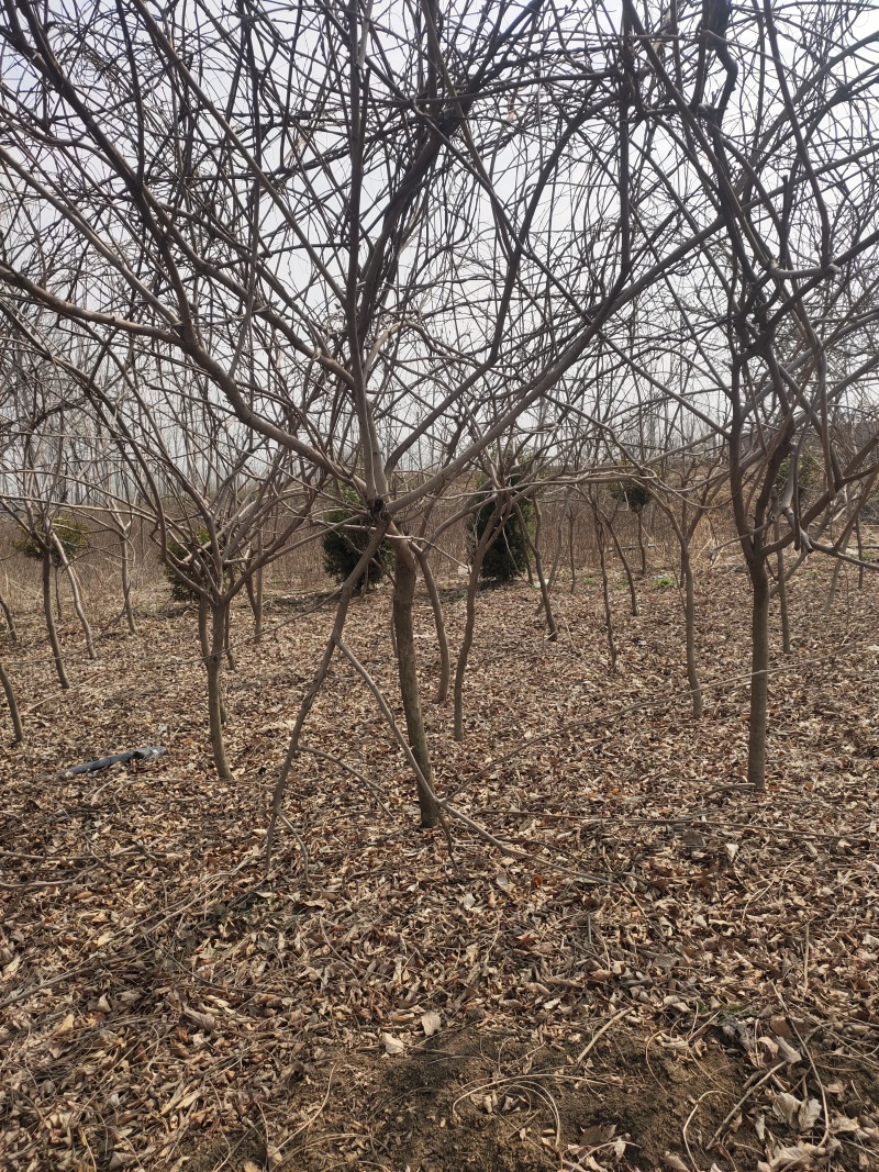 基地大量出售紫藤，量大优惠，现挖现卖！！