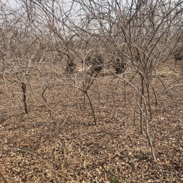 基地大量出售紫藤，量大优惠，现挖现卖！！