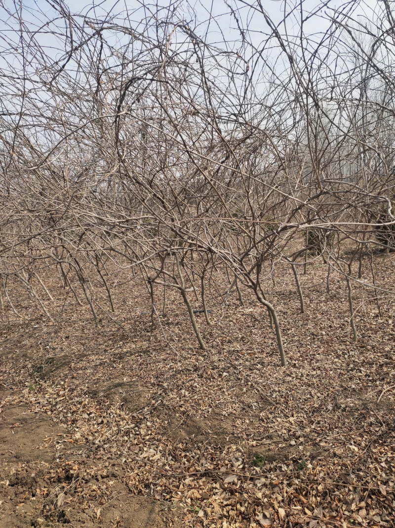 基地大量出售紫藤，量大优惠，现挖现卖！！