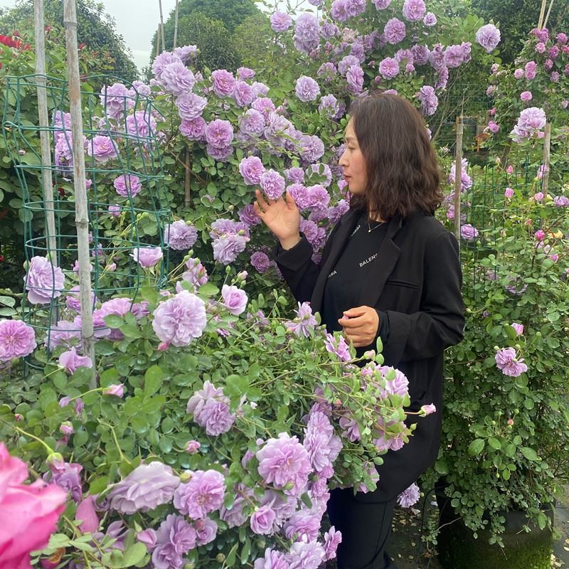 蓝色阴雨浓香藤本月季花苗爬藤玫瑰四季多花盆栽蓝紫色月季