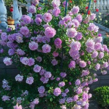 蓝色阴雨浓香藤本月季花苗爬藤玫瑰四季多花盆栽蓝紫色月季