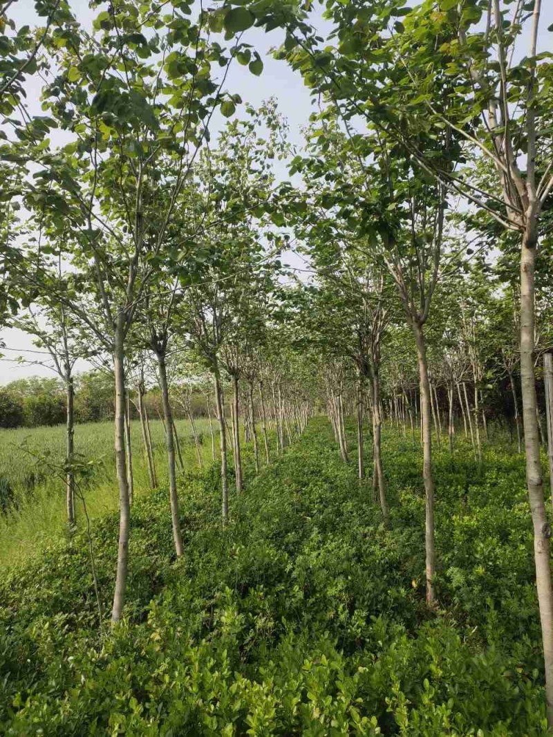 巨紫荆，自家苗圃货，一手货源批发零售