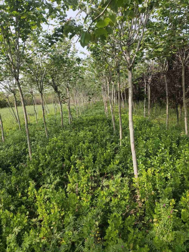 巨紫荆，自家苗圃货，一手货源批发零售