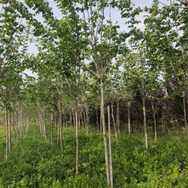 巨紫荆，自家苗圃货，一手货源批发零售