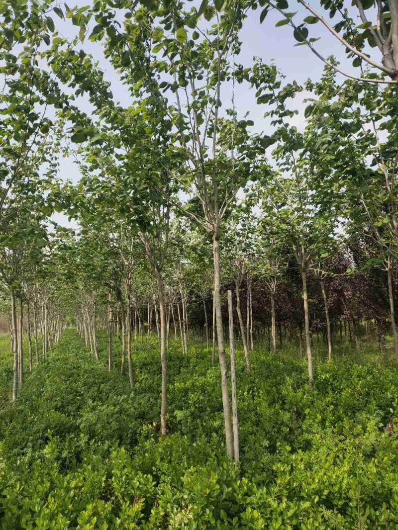 巨紫荆，自家苗圃货，一手货源批发零售
